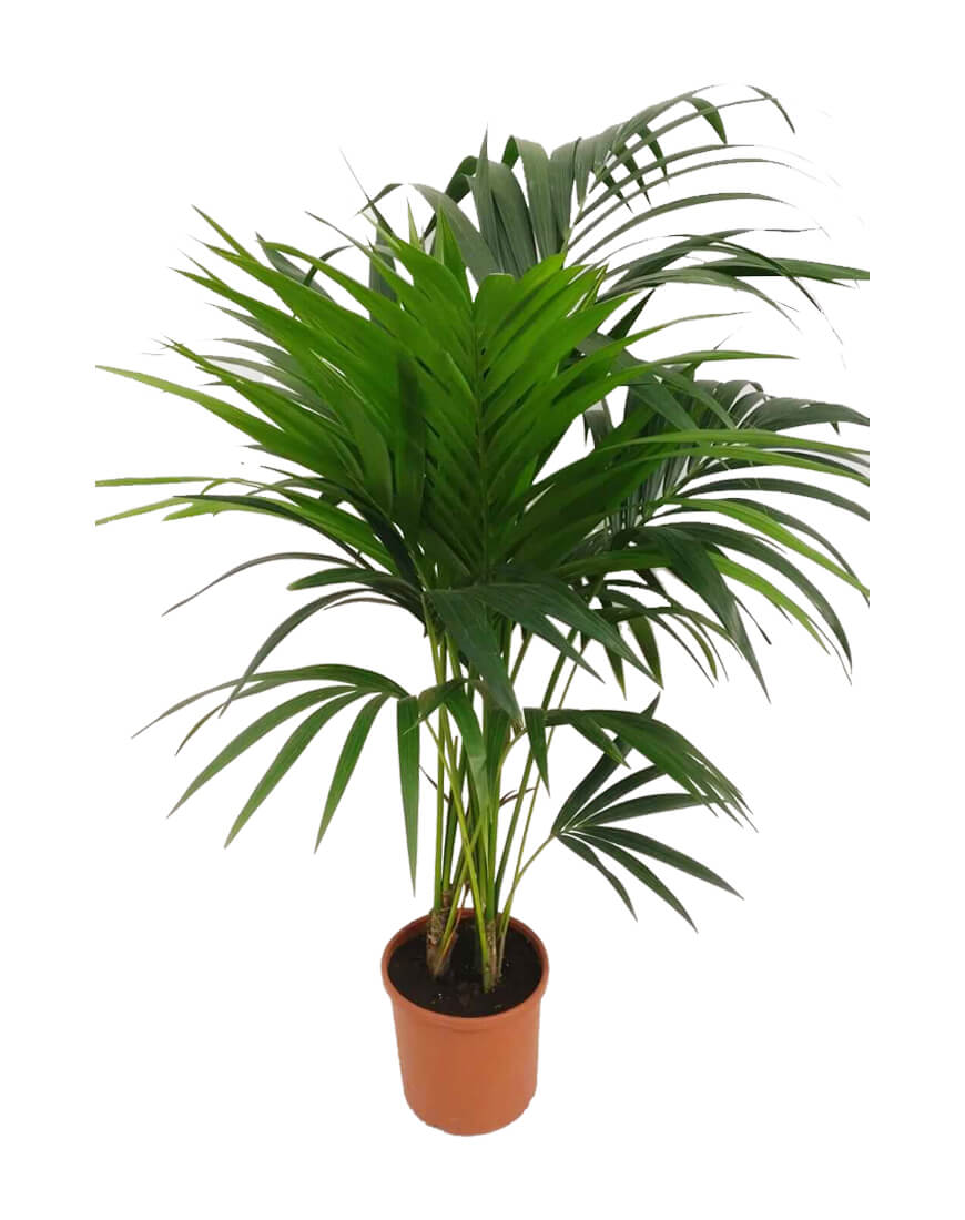 Kentia V20 Piante Verdi Da Esterno Barbazza Garden Kentia V20 Piante Verdi Da Esterno Barbazza Garden